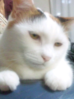 �S�z�ł���